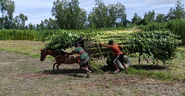 ভর বর্ষায়ও পানিশূন্য খাল-বিল, বিপাকে পাট চাষিরা