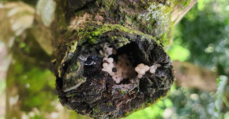 গাছেই পুরো জীবনচক্র সম্পন্ন করে গেছো শামুক: রাবিতে গবেষণা