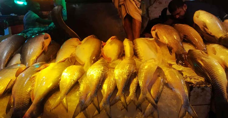 মৌসুমের শুরুতে নাগালের বাইরে ইলিশের দাম