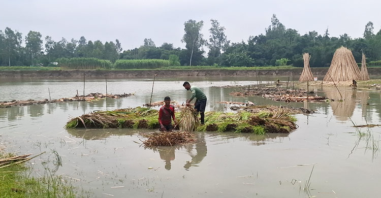 টাঙ্গাইলে পাট চাষে কৃষকের মুখে হাসি