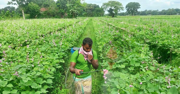 শিমের রাজ্যে ভাইরাসের হানা, দিশেহারা কৃষক