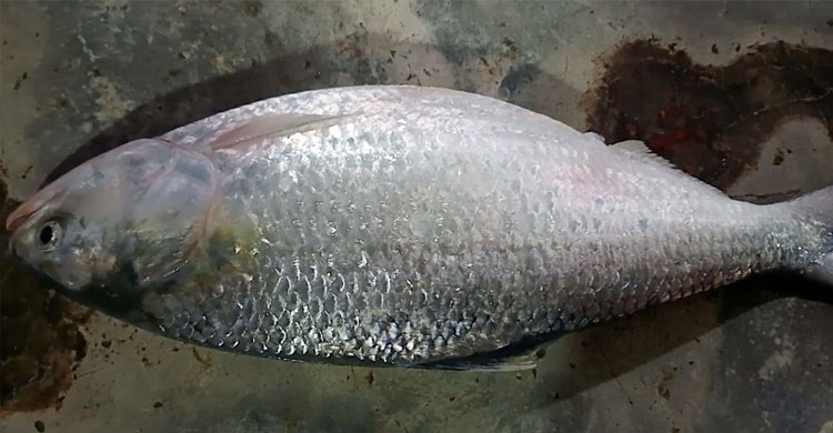 এক ইলিশের দাম ৬ হাজার টাকায়