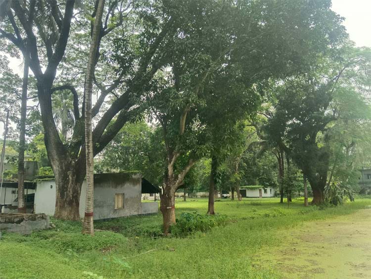 সার্কিট হাউজের অর্ধশত গাছ কেটে নতুন ভবন নির্মাণের উদ্যোগ