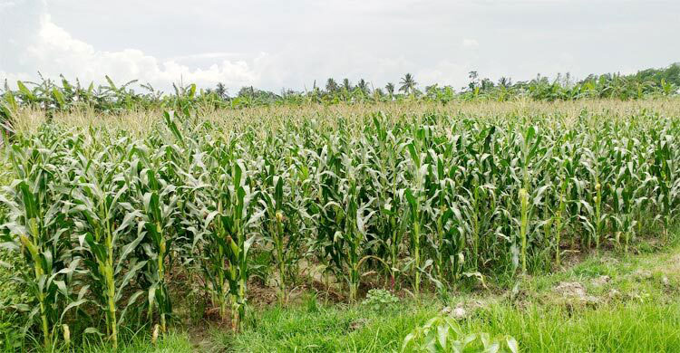 কাঁচামাল সস্তা হলেও কমছে না প্রাণিখাদ্যের দাম