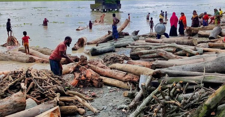 ‘লাল চন্দন’ ভেবে ভারত থেকে ভেসে আসা গা‌ছের গুঁড়ি বিক্রির ধুম
