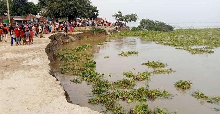 ধুনটে যমুনায় তীব্র ভাঙন, বিলীন হচ্ছে ব্যবসা প্রতিষ্ঠান-আবাদি জমি