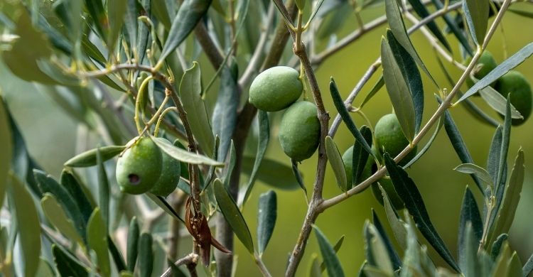 জলপাই খাওয়ার ৫ উপকার