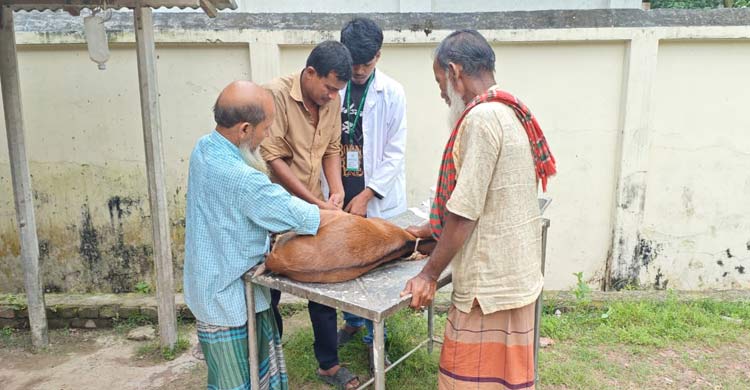 গাইবান্ধায় ‘তথ্য গোপনে’ ছড়াচ্ছে অ্যানথ্রাক্স