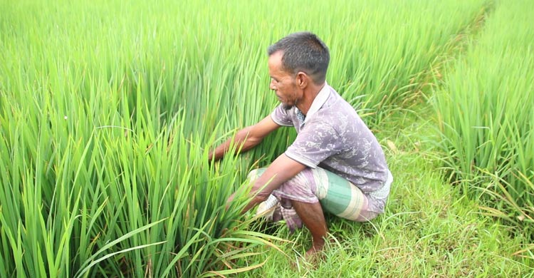 ধানের মাজরা পোকার আক্রমণে বিপর্যস্ত মেহেরপুরের কৃষকরা
