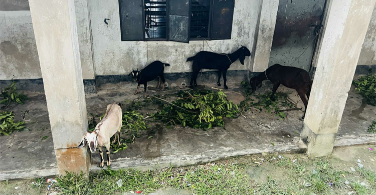 বিদ্যালয় ভবন যেন গবাদিপশুর বিচরণভূমি