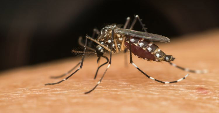 দ্বিতীয়বার ডেঙ্গু হওয়ার ঝুঁকি কতটা