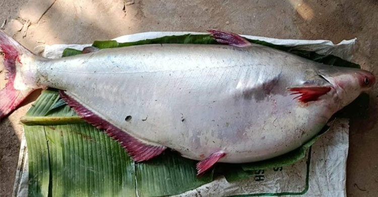 পায়রা নদীতে ধরা পড়লো ১৮ কেজির পাঙাশ