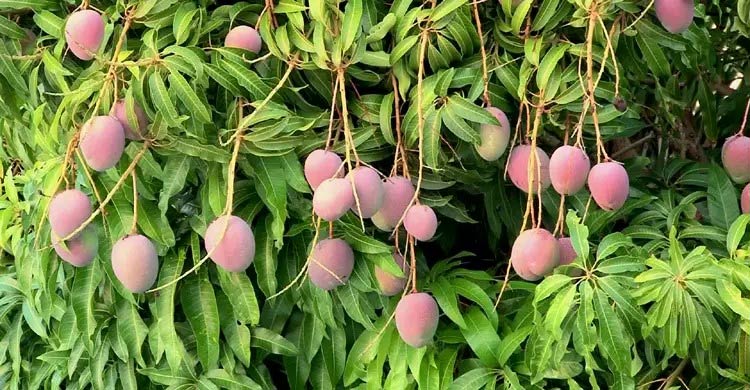 এক যুগে দেশে ফলের উৎপাদন বেড়েছে ৫০ লাখ টন