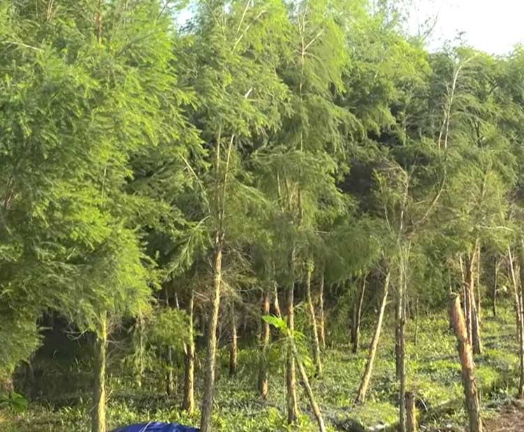 রংপুরে অস্ট্রেলিয়ান টি-ট্রি চাষ, এক লিটার তেল ৫০ হাজার টাকা