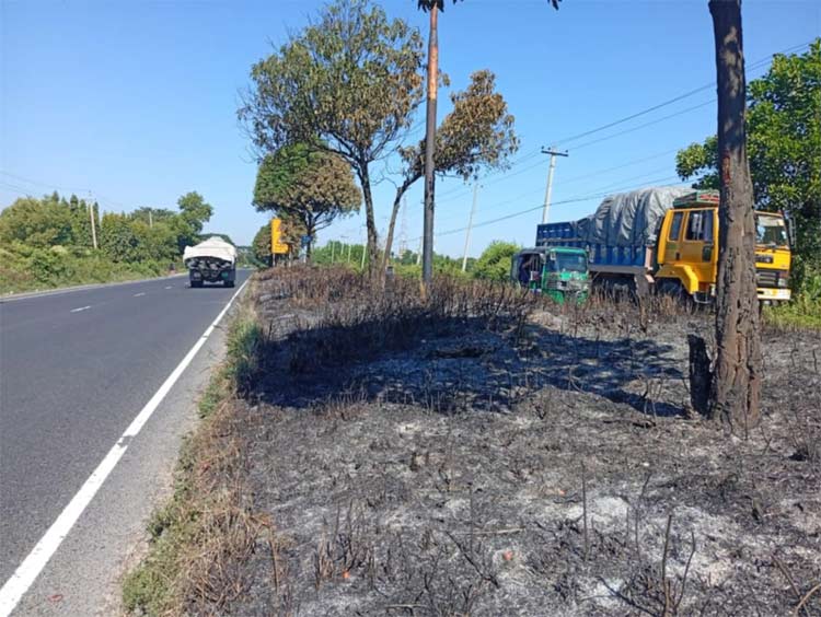 ঢাকা-চট্টগ্রাম মহাসড়ক বিভাজকের অর্ধশত বকুল গাছে আগুন