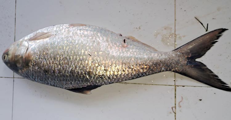 এক ইলিশ বিক্রি হলো ৮২০০ হাজার টাকা