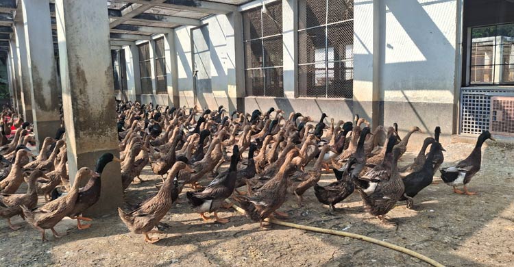 লবণাক্ত পানিতে নষ্ট হচ্ছে কোটি টাকার ইনকিউবেটর