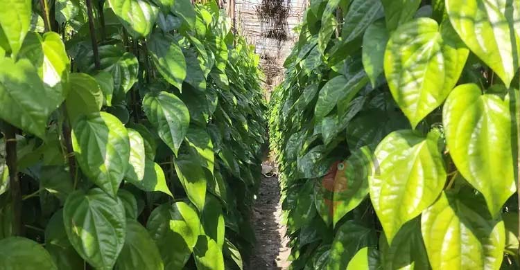 আয়-ব্যয়ের হিসাব মেলাতে নাজেহাল পান চাষিরা