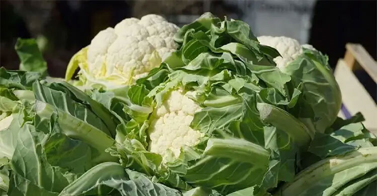 অ্যান্টিঅক্সিডেন্টের ভান্ডার ফুলকপি