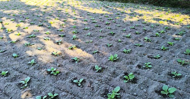 তামাক চাষে ঝুঁকছেন কৃষকরা, হুমকির মুখে কৃষি-জনস্বাস্থ্য