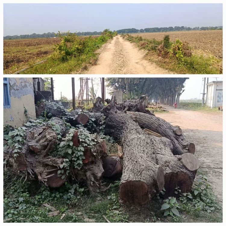 অনুমোদন ছাড়াই প্রকল্পের নামে কাটা হলো ৩ হাজার গাছ