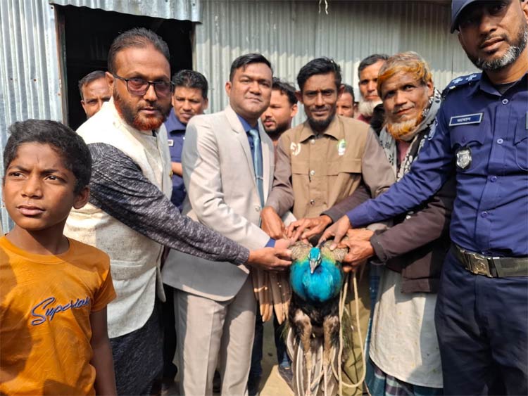 কুড়িগ্রামে আহত অবস্থায় বিপন্ন প্রজাতির ময়ূর উদ্ধার