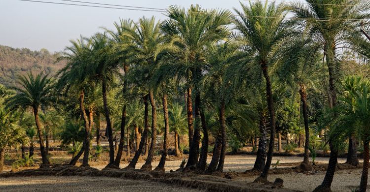 শীতে টাটকা খেজুরের রস থেকে হতে পারে ভয়াবহ বিপদ