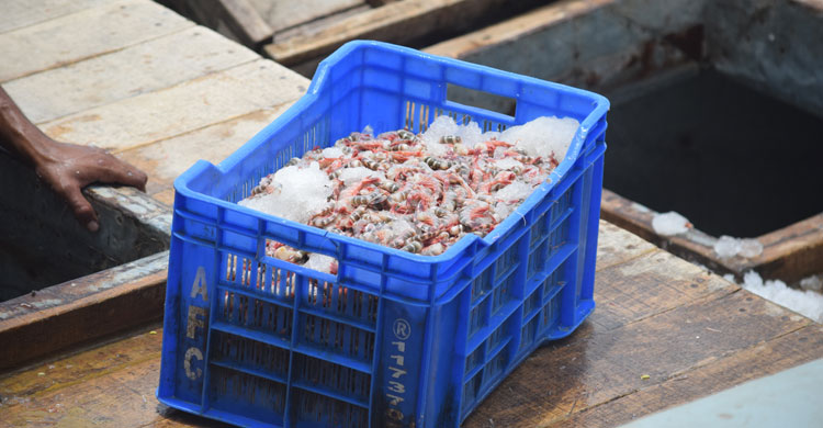 বরফের ঘুমে লাল চিংড়ি: বঙ্গোপসাগর থেকে নীরব বিদেশযাত্রা