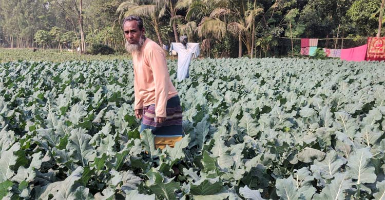 চাহিদা থাকায় ভৈরবে বাড়ছে রঙিন ফুলকপি ও ব্রকলি চাষ