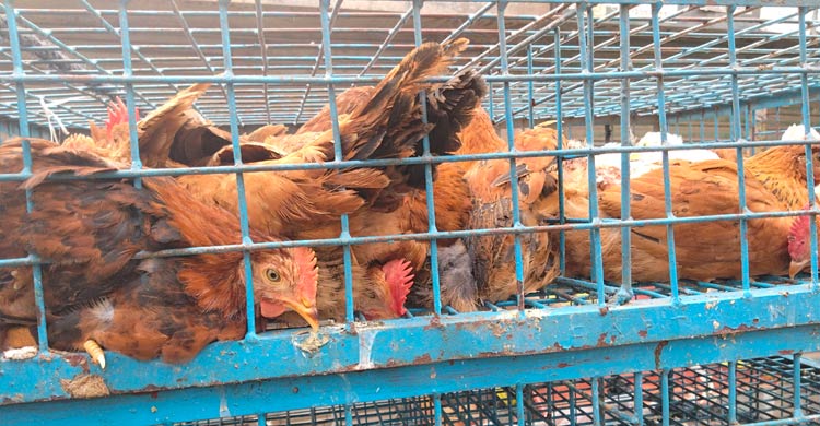 রংপুরে কমেছে ডিম-সবজির দাম