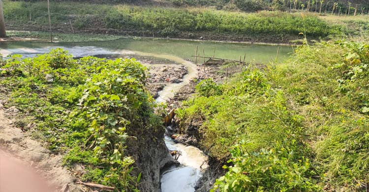 চিনিকলের বর্জ্যে দূষিত চন্দনা-বারাশিয়া নদীর পানি, মরছে মাছ