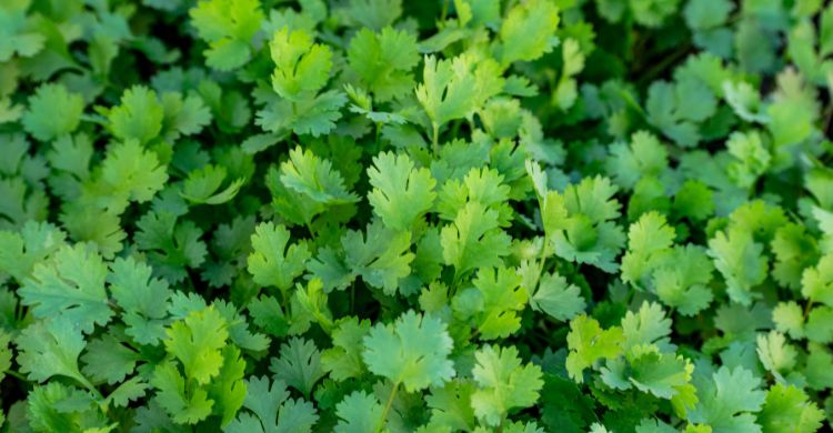 আপনি কি ধনিয়া পাতার গন্ধ সহ্য করতে পারেন না? জানুন কারণ