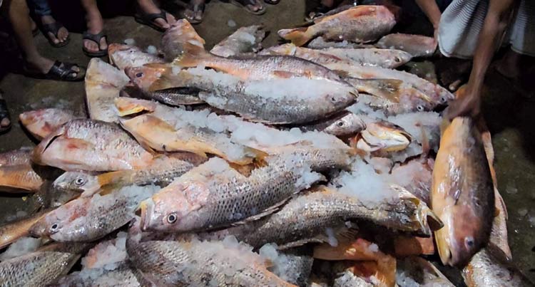 সেন্টমার্টিনে জেলের জালে উঠে এলো ১১০০ লাল কোরাল