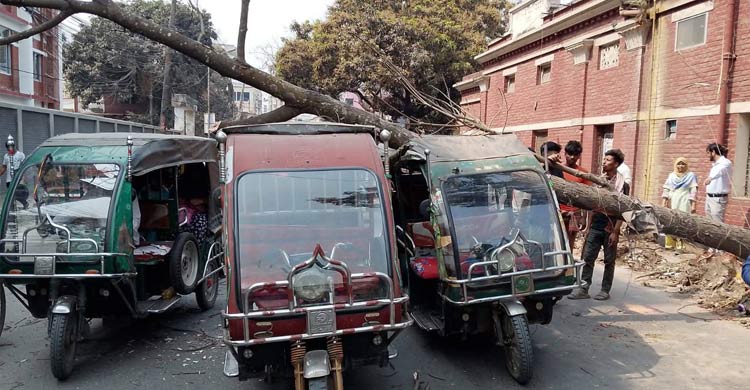 সড়কের ওপর হঠাৎ ভেঙে পড়লো গাছ, অলৌকিকভাবে রক্ষা পেলেন যাত্রীরা