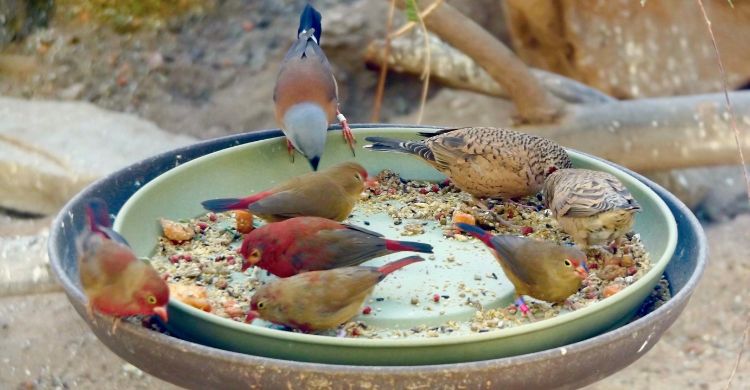 আশেপাশের বন্যপ্রাণি রক্ষায় আপনার করণীয় কী