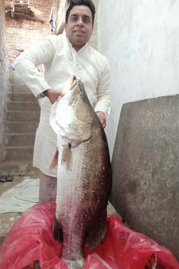 নাফ নদীতে বড়শিতে ধরা পড়লো সাড়ে ২২ কেজির কোরাল