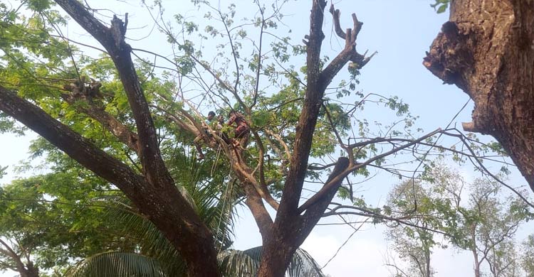 উঁচু গাছে ডাল কাটতে উঠে অজ্ঞান যুবক, উদ্ধার করলো ফায়ার সার্ভিস
