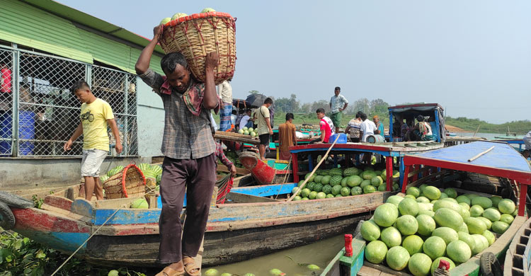 পাইকারি বাজারে ২৫০ টাকার তরমুজ মিলছে ১০০ টাকায়