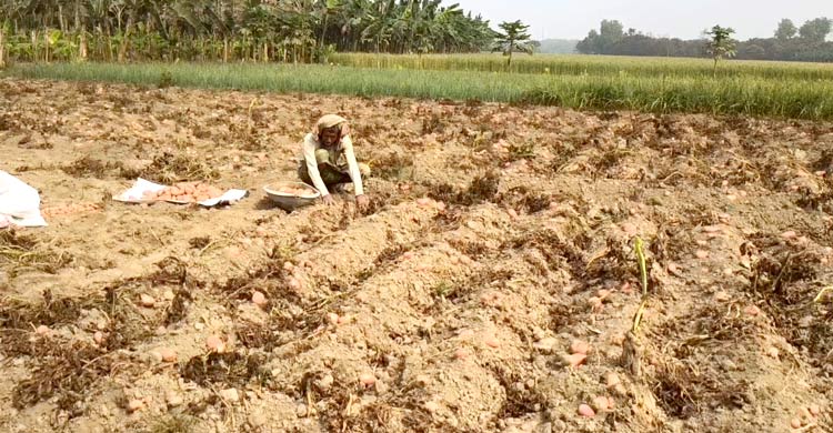 সেচ সংকটে পুড়ছে বোরো ক্ষেত, ডিজেল না পেয়ে দিশাহারা কৃষক