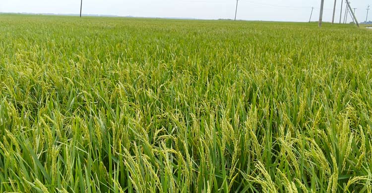 আগাম বন্যার ঝুঁকি, হাওরে বোরো নিয়ে শঙ্কা