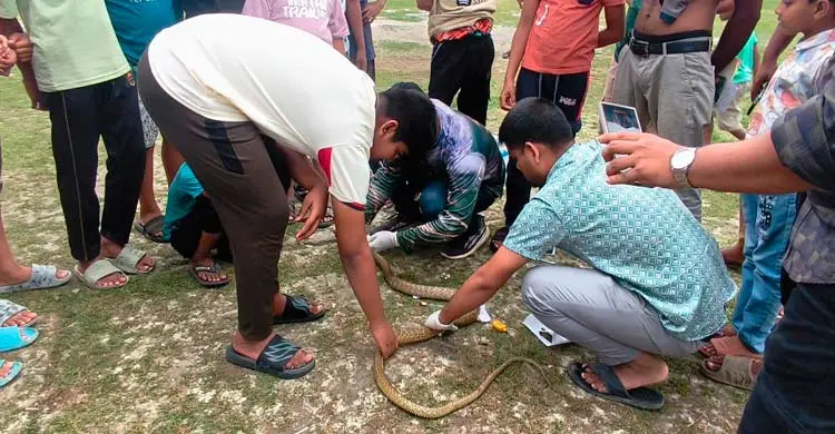 সাপ অবমুক্ত-চিকিৎসা করাই মনির হোসেনের কাজ