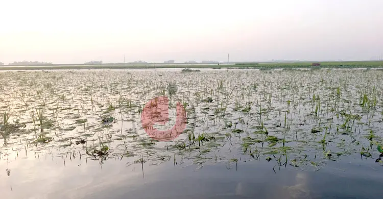 পানির নিচে ১০ হাজার বিঘা জমির ধান, দিশেহারা হাওরের হাজারো কৃষক