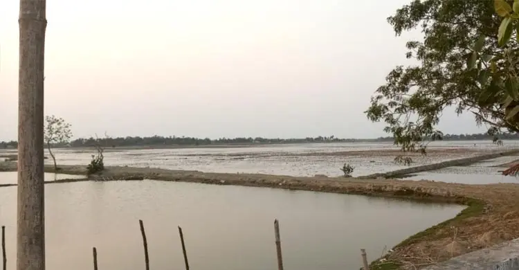 রাতের আঁধারে লোনাপানি ঢুকিয়ে ১০ হাজার বিঘা ফসলি জমি নষ্ট