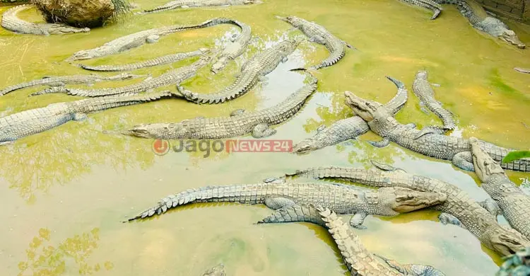 কক্সবাজারে কুমির ঘিরে সম্ভাবনা, রপ্তানির জন্য অপেক্ষা