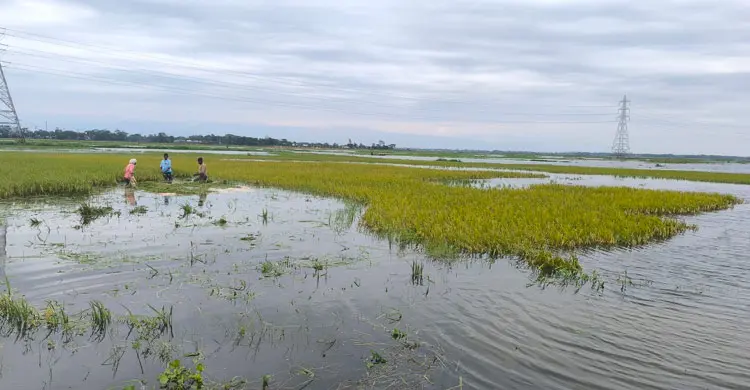 বন্যার আগে বৃষ্টিতেই তলিয়ে গেছে হাওরের ধান