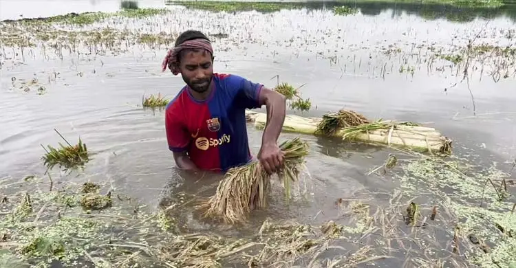 একদিকে ধান সংগ্রহের অভিযান, অন্যদিকে পানিতে ভাসছে কৃষকের স্বপ্ন