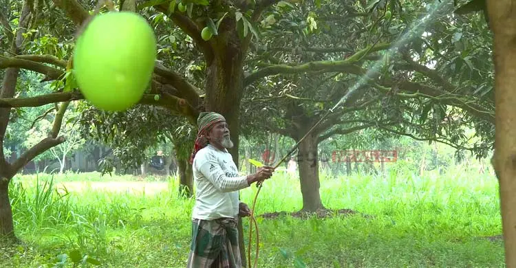 আমের মুকুলে আশা, ফলনে হতাশ চাষিরা