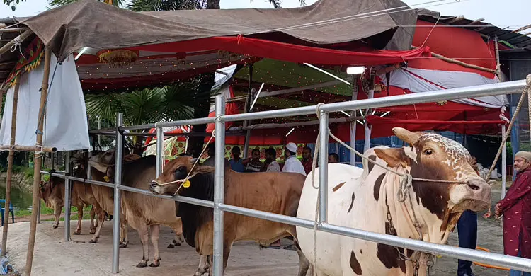 নারায়ণগঞ্জে চাহিদার তুলনায় কোরবানি পশু বেশি