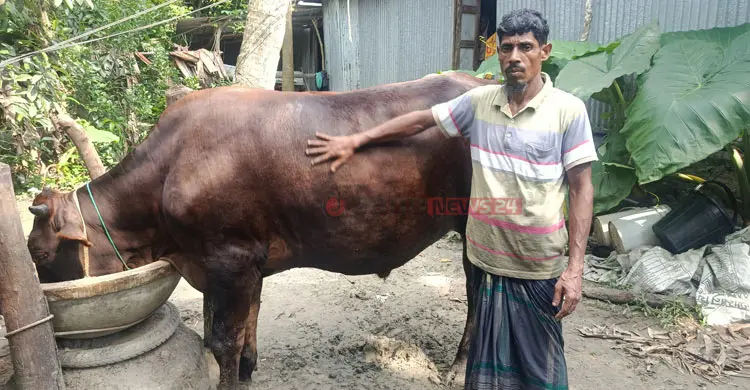 গো-খাদ্যের চড়া দামে লাভ নিয়ে শঙ্কায় খামারিরা