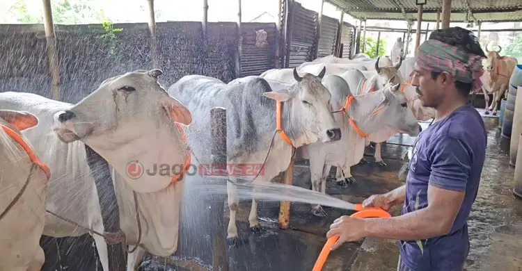 কোরবানির হাটে আজও অপ্রতিদ্বন্দ্বী মিরকাদিমের ধবল গরু